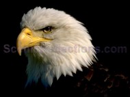 Bald Eagle Scenic Reflections Screen Saver screenshot